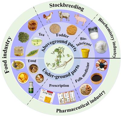 Codonopsis radix: a review of resource utilisation, postharvest processing, quality assessment, and its polysaccharide composition